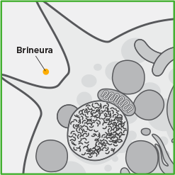 about-cell-01