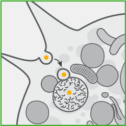 about-cell-02