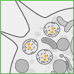 about-cell-03