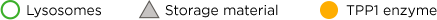 Chart Key - lysosomes, storage material, TPP1 enzyme